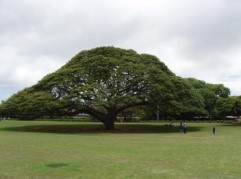 Moanalua Garden